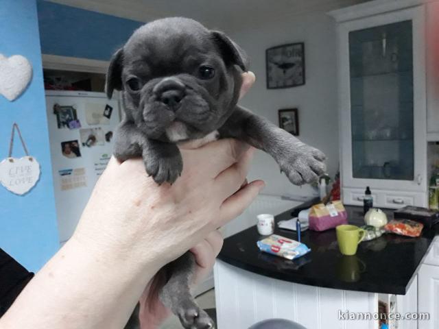 Adorable chiots Bouledogue français