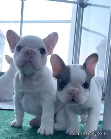 3 Chiots bouledogue français à donner