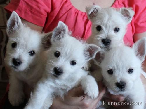 chiot westie a donner