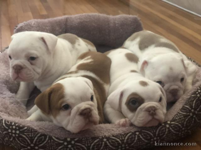 A donner  7 Adorables  Chiots bouledogue anglais lof