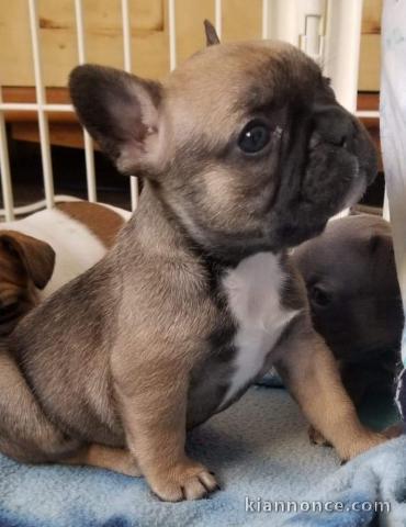 à donner contre bon soin chiot LOF race Bouledogue Français