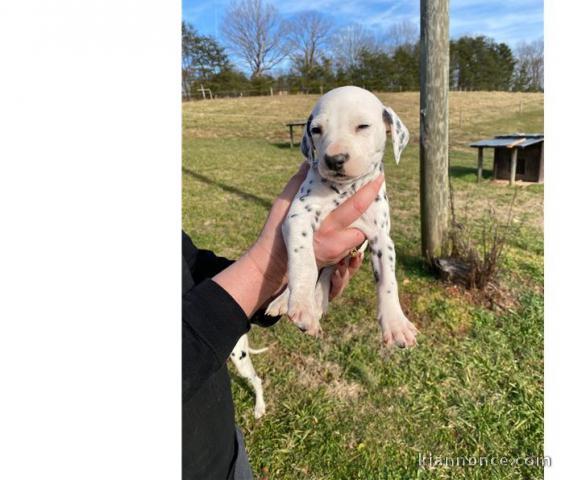 magnifique chiot dalmatien Marron.