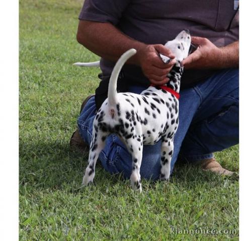 CHIOTS PUR  RACE DALMATIEN LOOF