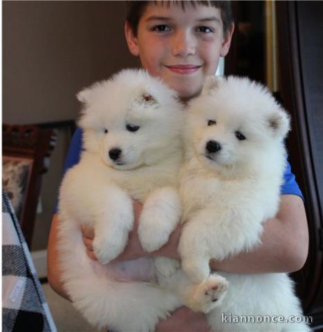 CHIOTS PUR SAMOYEDE LOOF