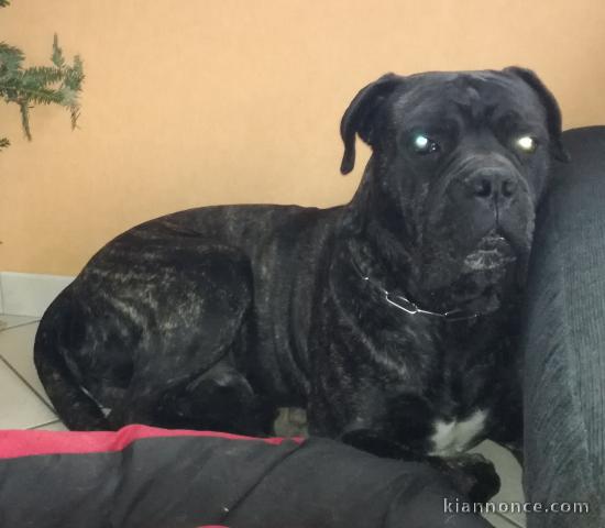 Chien 4 ans cane corso