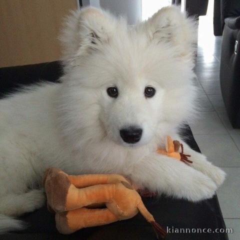 à donner contre bon soin chiot LOF race samoyéde