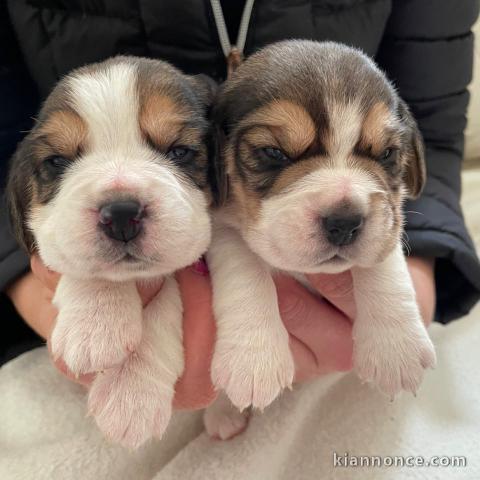  Bb Chiots Beagle lof POUR COMPAGNIE