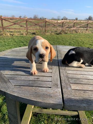   Bb Chiots Beagle lof POUR COMPAGNIE