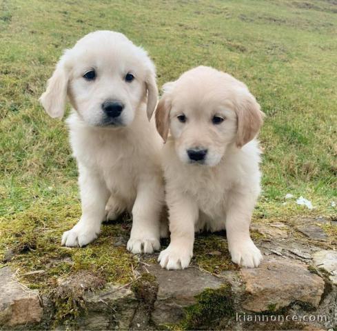 dons chiots Golden Retriever 