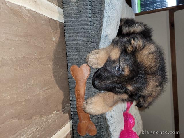  Prêt maintenant! Chiots berger allemand A DONNER 