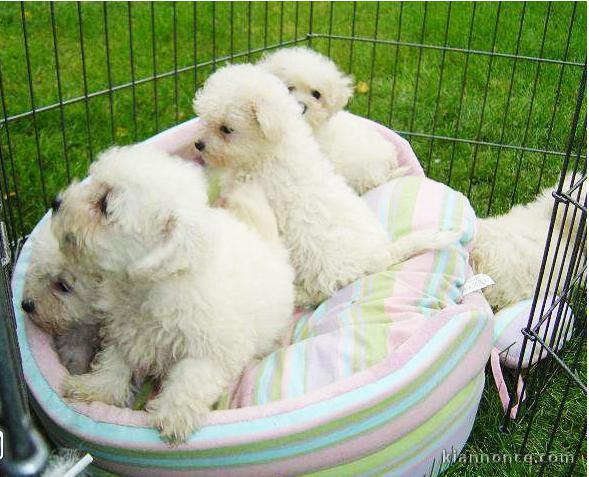 Adorables Chiots Bichon Maltais Pure Race