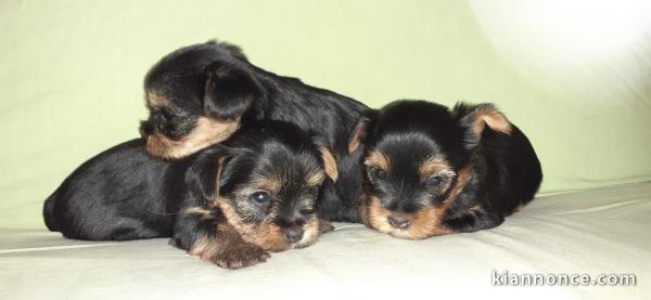   Superbes Chiots Yorkshire Terrier Pure Race