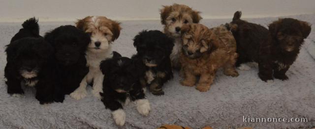 Superbes Chiots Bichon Havanais Pure Race