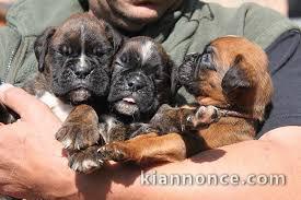 Magnifiques Chiots Boxer Pure Race