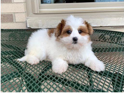 A donner chiot Coton de Tuléar Femelle