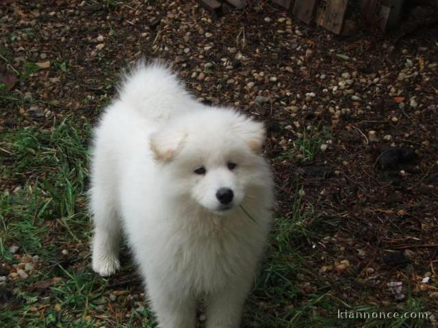 à donner contre bon soin chiot LOF de race samoyéde