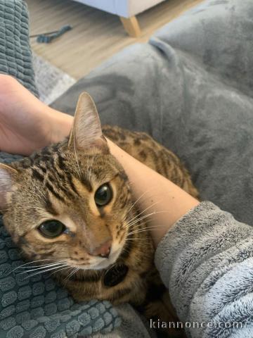 Garçon Bengal de 11 mois à vendre