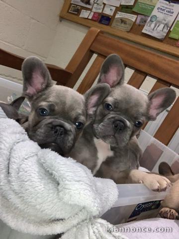 Bouledogues Français Fauve Bleu / Tan Bleu