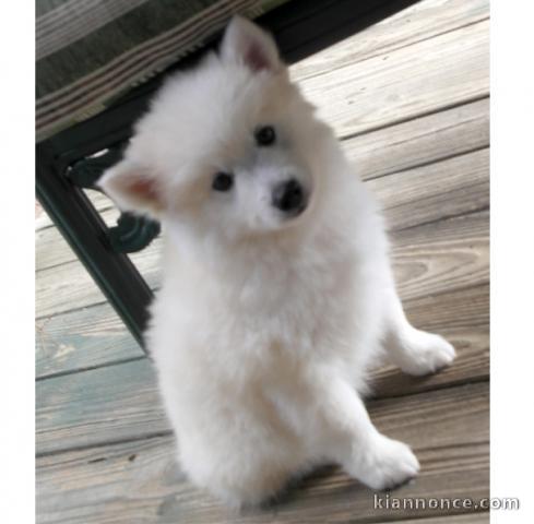 magnifique chiot spitz FEMELLE