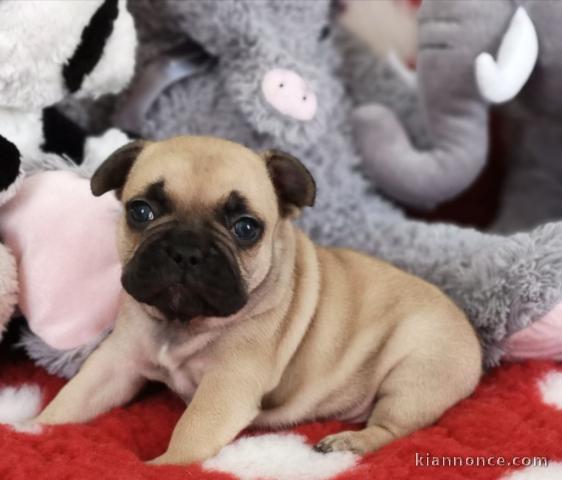 A donner chiot bouledogue français disponible de suite 