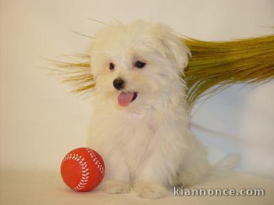 Adorable chiot Bichon maltais a donner de suite 