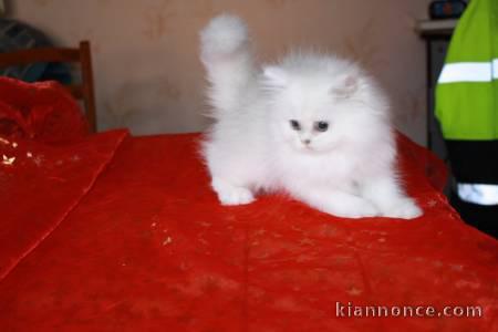 Magnifique chaton persan chinchilla blanc (boule de neige )