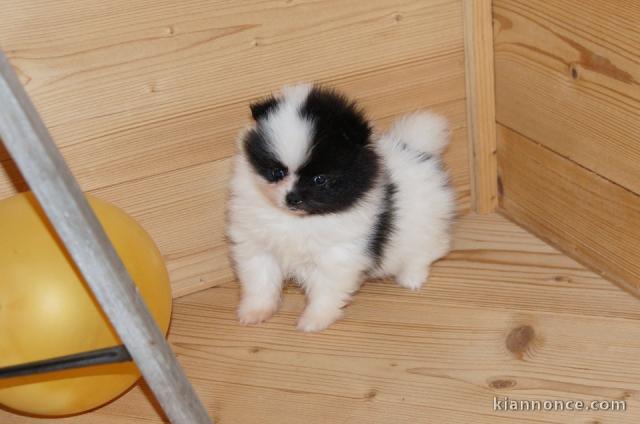 Chiot spitz nain disponible 