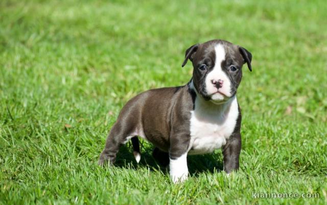 Adorable chiot  American Staffordshire Terrier a donner 