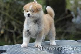 Adorable chiot  Akita Inu   à donner .