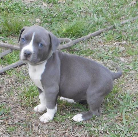 Chiot American staffordshire terrier