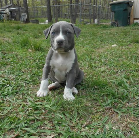 Chiot American staffordshire terrier