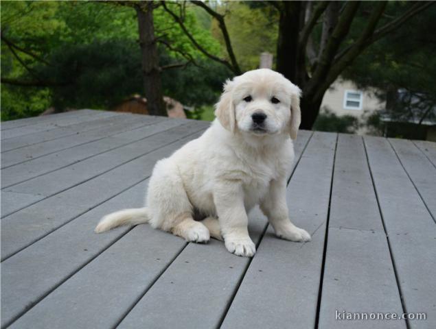 chiot golden retreiver