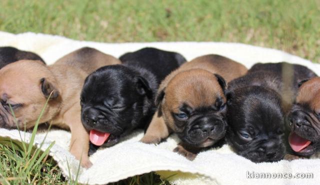 Magnifiques Chiots Bouledogues Français Pure Race