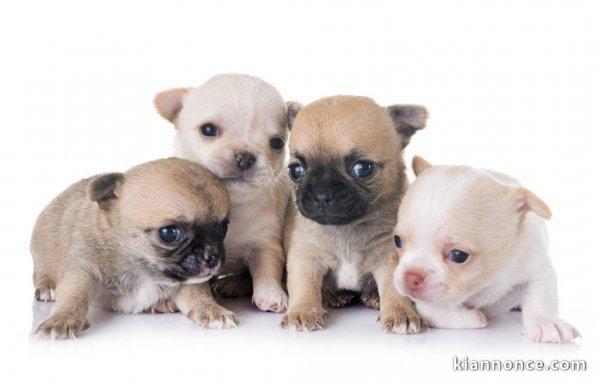  Superbes Chiots Chihuahua Pure Race Poils Courts Taille Standard