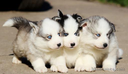 Superbes Chiots Siberian Husky Pure Race