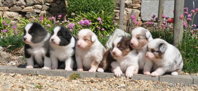 Magnifiques Chiots Berger Australien Pure Race