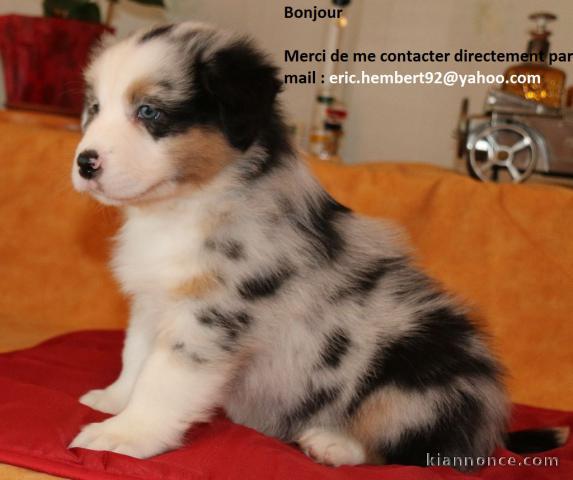 Je donne Chiot berger australien