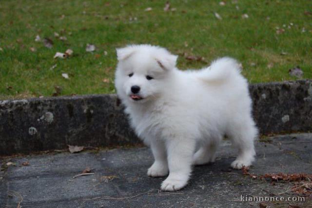 à donner contre bon soin chiot LOF de race samoyéde