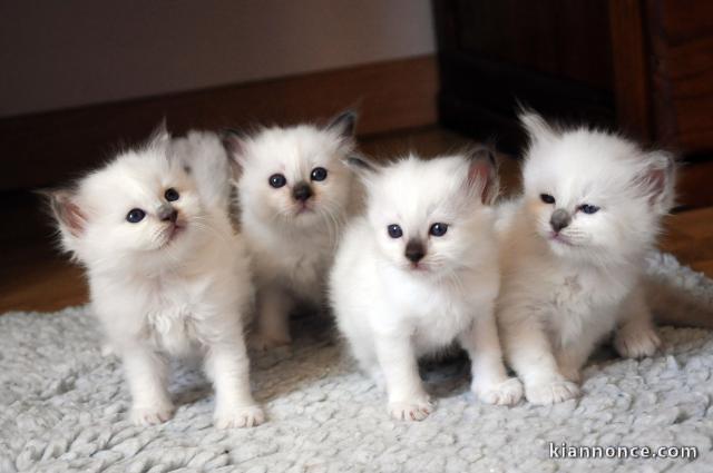  superbes chatons sacré de birmanie