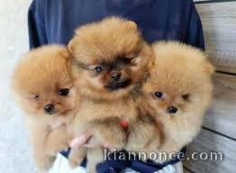 adorables chiot spitz a donner