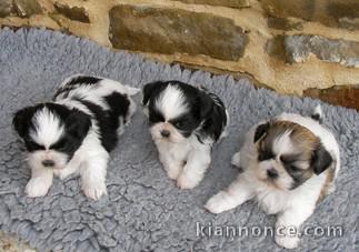 magnifique chiot shi tzu a donner