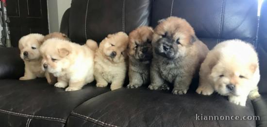 magnifique chiot chow chow a donner