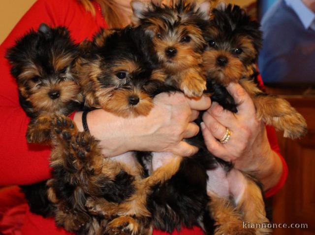 yorkshire terrier a donner
