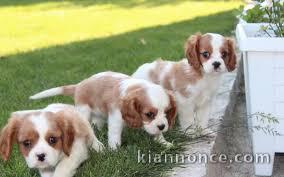 chiot cavalier king charles