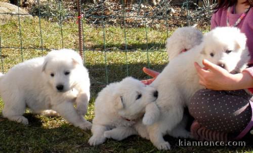 berger blanc suisse a donner