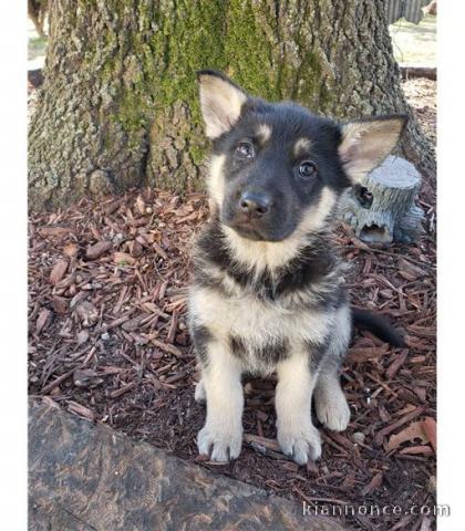 CHIOTS BERGER ALLEMAND A DONNER