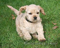 Adorable chiot  American Cocker Spaniel à donner .