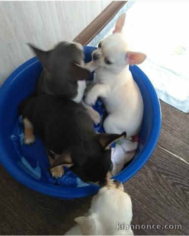 les chiots chihuahua disponible a donner contre bon soin