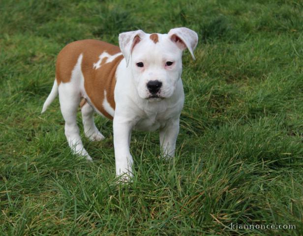 à donner contre bon soin chiot LOF de race L\