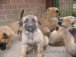 berger belge malinois a donner